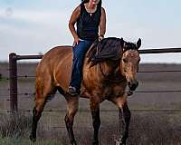 husband-safe-quarter-horse