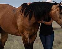 ranch-versatility-quarter-horse