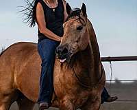 ranch-work-quarter-horse