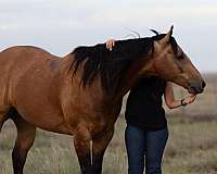 show-quarter-horse