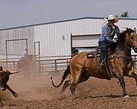 western-riding-quarter-horse