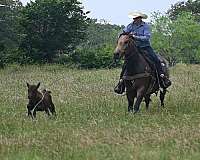 working-cattle-quarter-horse