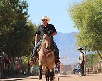 flashy-friesian-horse