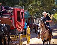 husband-safe-friesian-horse