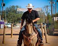 parade-friesian-horse