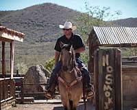 ranch-work-friesian-horse