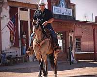 ridden-western-friesian-horse