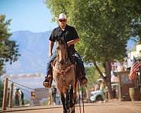 show-friesian-horse