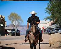 trail-riding-friesian-horse