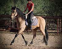 buckskin-friesian-gelding