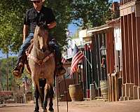 working-cattle-friesian-horse