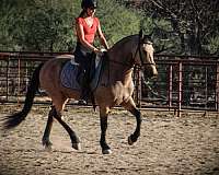 buckskin-all-around-horse