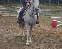 quarter-horse-gelding