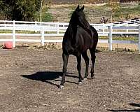 thoroughbred-horse-for-sale