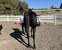 dressage-thoroughbred-horse