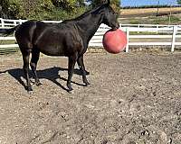 endurance-thoroughbred-horse