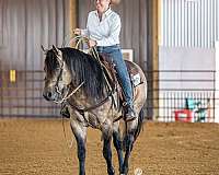 buckskin-short-hind-white-pastern-horse