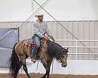 calf-roping-quarter-horse