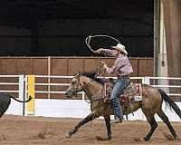 dappled-quarter-horse