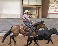 double-registered-quarter-horse