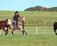 calf-roping-quarter-horse