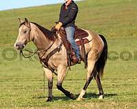 athletic-quarter-horse