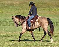 husband-safe-quarter-horse