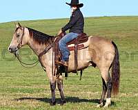 ranch-versatility-quarter-horse