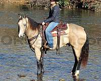 ranch-work-quarter-horse