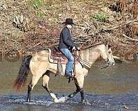 ridden-english-quarter-horse