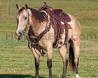 ridden-western-quarter-horse