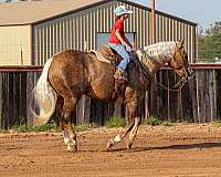 flashy-quarter-horse