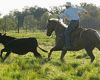 husband-safe-quarter-horse