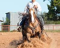 ranch-versatility-quarter-horse