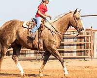 roping-quarter-horse