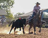 team-penning-quarter-horse