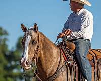 calf-roping-quarter-horse