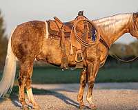 athletic-quarter-horse