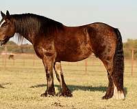 dressage-gypsy-vanner-horse