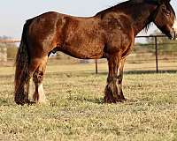 flashy-gypsy-vanner-horse