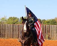 kid-safe-gypsy-vanner-horse