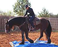 parade-gypsy-vanner-horse