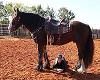 ridden-english-gypsy-vanner-horse