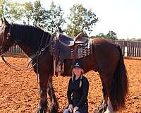 ridden-western-gypsy-vanner-horse