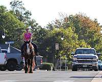 bay-gypsy-vanner-gelding