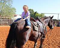 trail-riding-gypsy-vanner-horse