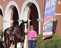 bay-dressage-horse