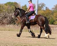 show-gypsy-vanner-horse