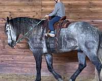 beginner-draft-horse