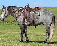 performance-draft-horse